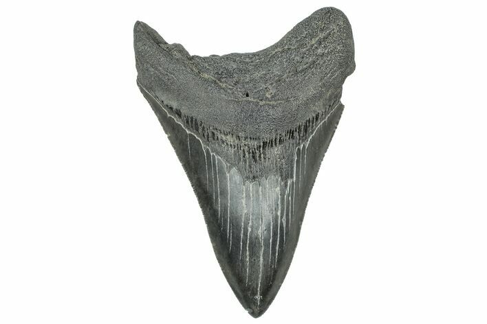 Serrated, Fossil Megalodon Tooth - South Carolina #327552